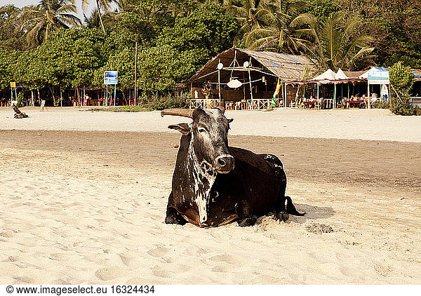 Indien  Goa  Arambol  Heilige Kuh vor Strandbar sitzend