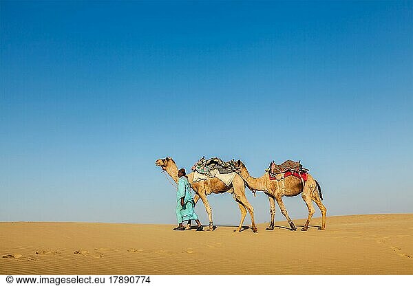 Indien Rajasthan Reisehintergrund  indischer Kameltreiber mit Kamelen in den Dünen der Wüste Thar. Jaisalmer  Rajasthan  Indien  Asien