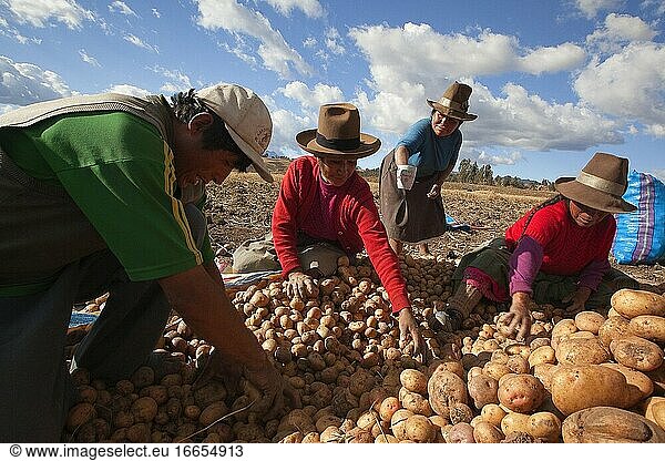 Indigene Menschen im Heiligen Tal  die Kartoffeln auflesen und in Säcke füllen  Region Cusco  Peru  Südamerika.