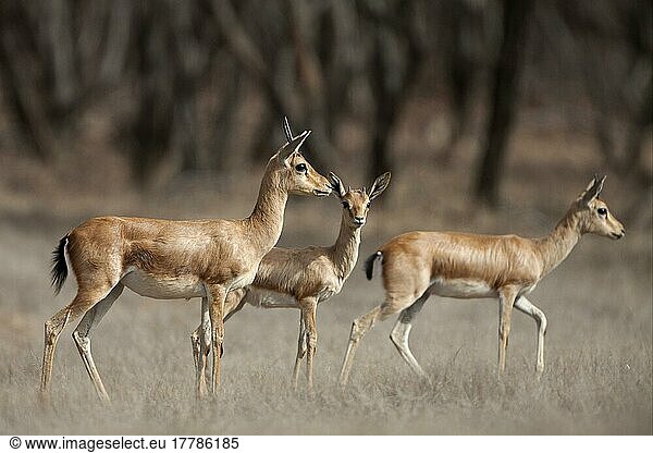 Indische Gazelle (Gazella bennettii) erwachsene weibliche Tiere mit Jungtieren  Ranthambore N. P. Rajasthan  Indien  Asien