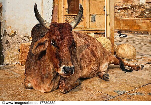 Indische Kuh  die schlafend auf der Straße liegt. Die Kuh ist in Indien ein heiliges Tier. Jasialmer Fort  Rajasthan  Indien  Asien