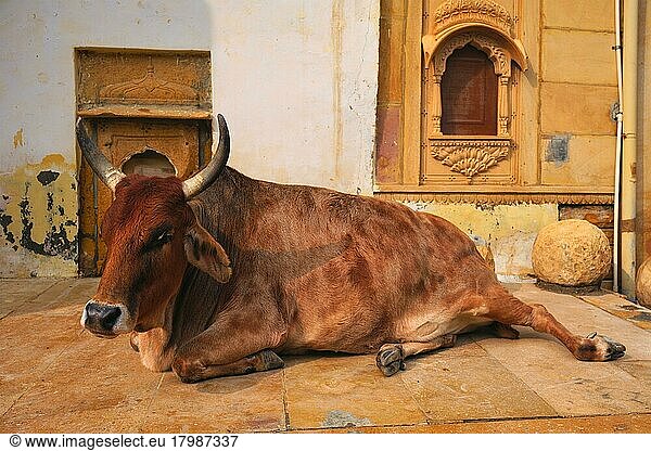 Indische Kuh  schlafend auf der Straße  Kuh ist ein heiliges Tier in Indien  Jaisalmer Fort  Rajasthan  Indien  Asien