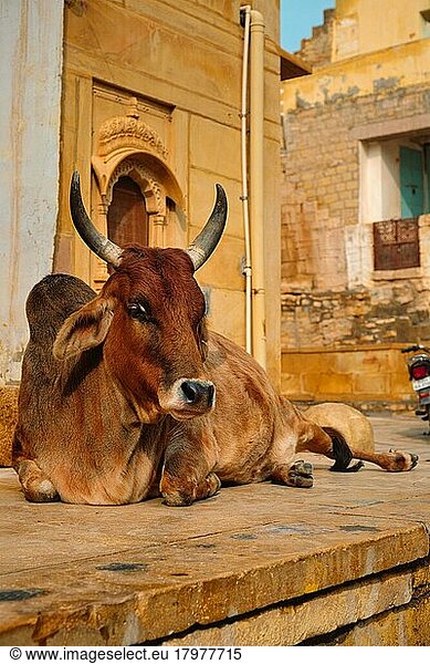 Indische Kuh schlafend auf der Straße  Kuh ist ein heiliges Tier in Indien  Jasialmer Fort  Rajasthan  Indien  Asien