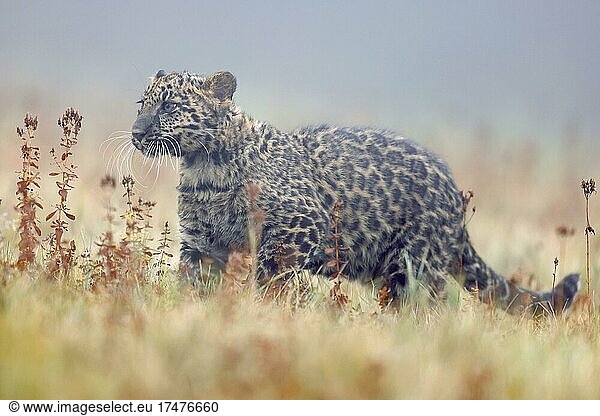 Indische Leopard (Panthera pardus fusca) Jungtier auf einer Wiese  Tschechien  Europa