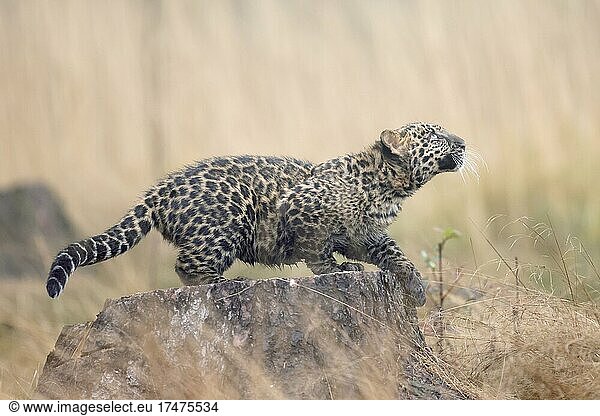 Indische Leopard (Panthera pardus fusca) Jungtier in einem Wald  Tschechien  Europa