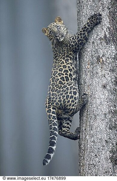Indische Leopard (Panthera pardus fusca) Jungtier klettert auf einem Baum  Tschechien  Europa