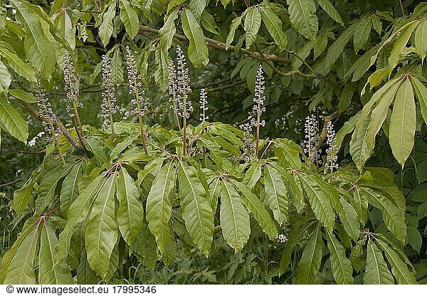 Indische Rosskastanie  Rosskastaniengewächse  flowering buds of the indian horse chestnut