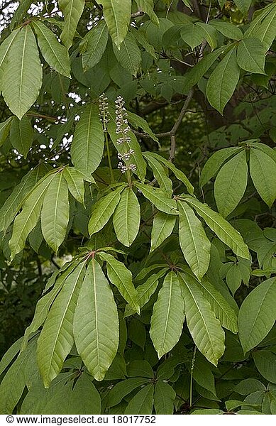 Indische Rosskastanie  Rosskastaniengewächse  Flowering buds of the Indian horse chestnut