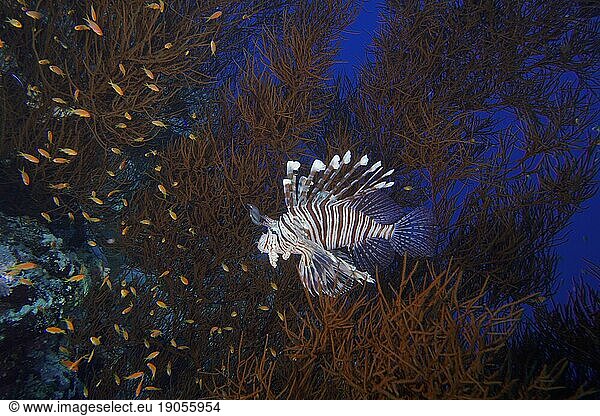 Indischer (Rotfeuerfisch Pterois miles) in Schwarze Drahtkoralle (Antipathes dichotoma)  auf der Jagd nach Juwelen-Fahnenbarsch (Pseudanthias squamipinnis)  Tauchplatz St Johns Riff  Saint Johns  Rotes Meer  Ägypten  Afrika