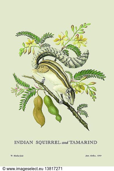 Indisches Eichhörnchen und Tamarinde 1769