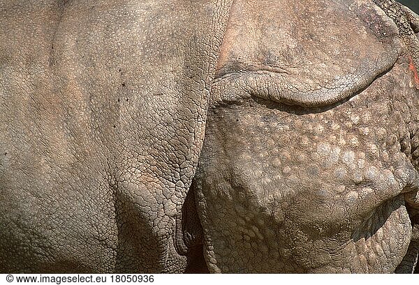 Indisches Nashorn (Rhinoceros unicornis)  Haut  Panzernashorn (Säugetiere) (mammals) (Unpaarhufer) (Huftiere) (hoofed animals) (Nahaufnahme) (Detail) (close-up) (Querformat) (horizontal) (asia) (seitlich) (side)
