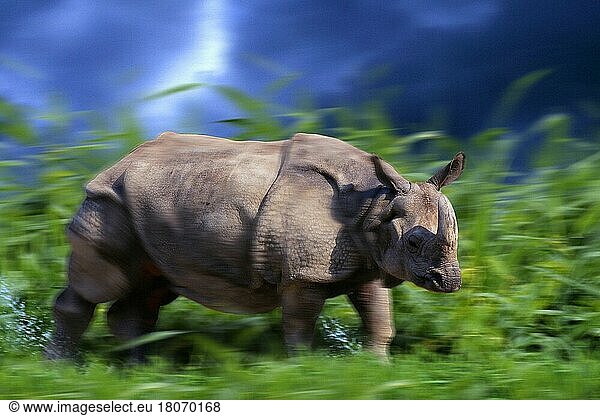 Indisches Nashorn (Rhinoceros unicornis)  laufend  Panzernashorn  rennend (Asien) (asia) (animals) (außen) (outdoor) (seitlich) (side) (adult) (laufen) (Querformat) (horizontal) (Säugetiere) (mammals) (Huftiere) (hoofed animals) (Unpaarhufer) (bewegungsunscharf) (blurred_motion)