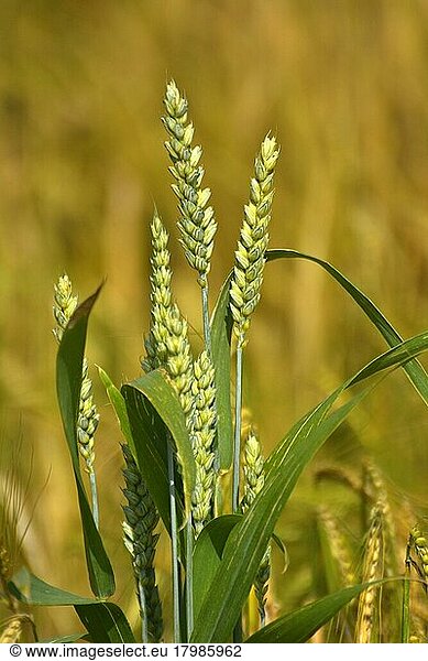 Individual ears of wheat in the field