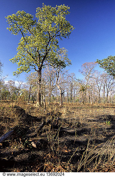 Indochina deciduous dipterocarp forest in the dry season in Srepok Wilderness Area  Cambodia. This area has been burnt-off by grass fires.