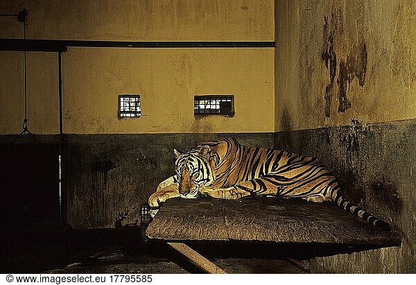 Indochinesischer Tiger (Panthera tigris corbetti)  Hinterindischer Tiger  Corbett-Tiger  Indochinesische Tiger  Hinterindische Tiger  Raubkatzen  Raubtiere  Säugetiere  Tiere  Indo-Chinese Tiger born at Hanoi Zoo  has breeding programme but kept in in
