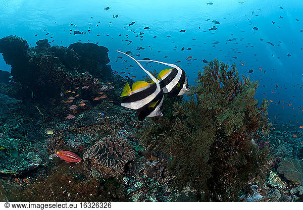 Indonesia,  Bali,  Nusa Lembongan,  Long-finned bannerfish,  Heniochus acuminatus