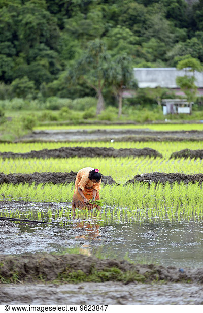 Indonesia  Aceh  Lam Teungo  female farmer planting seedling on paddy field