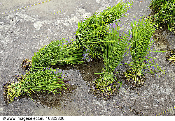 Indonesia  Aceh  Lam Teungo  seedlings on paddy field