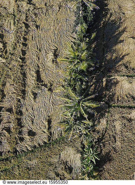 Indonesia  Bali  Aerial view of countryside rice paddies