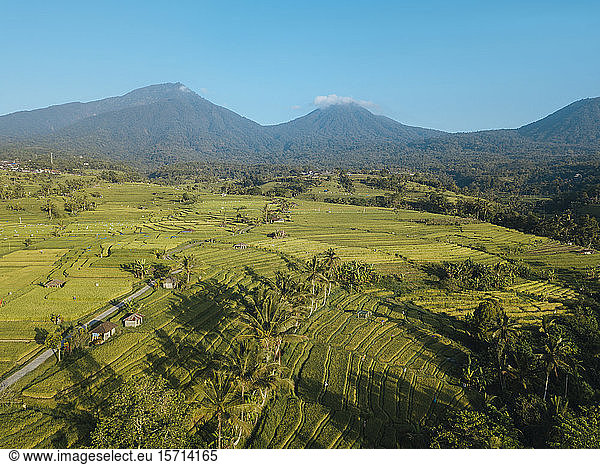 Indonesia  Bali  Aerial view of Jatiluwih Rice Terrace