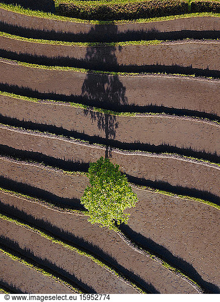 Indonesia  Bali  Aerial view of lone tree growing between terraced rice paddies