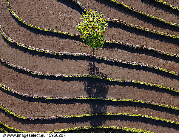 Indonesia  Bali  Aerial view of lone tree growing between terraced rice paddies