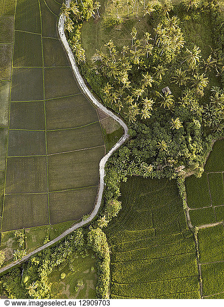 Indonesia  Bali  Aerial view of rice fields