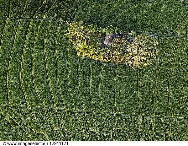 Indonesia  Bali  Aerial view of rice fields