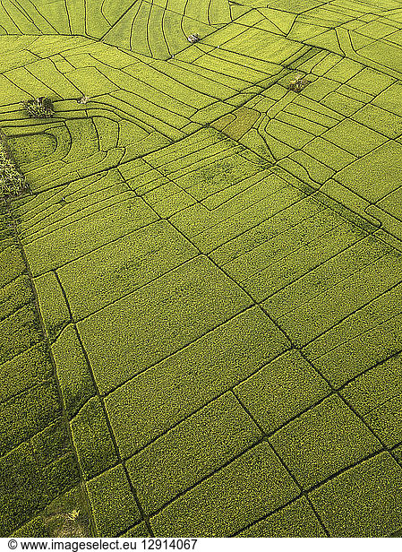 Indonesia  Bali  Aerial view of rice fields