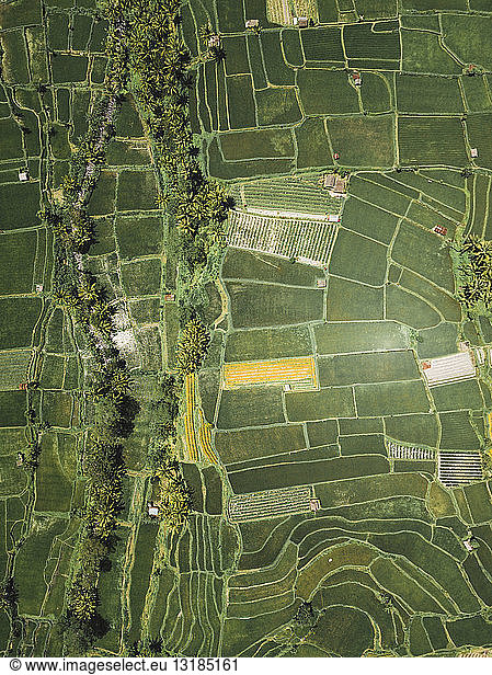 Indonesia  Bali  Aerial view of rice fields from above