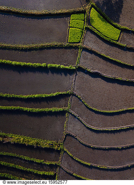 Indonesia  Bali  Aerial view of terraced rice paddies