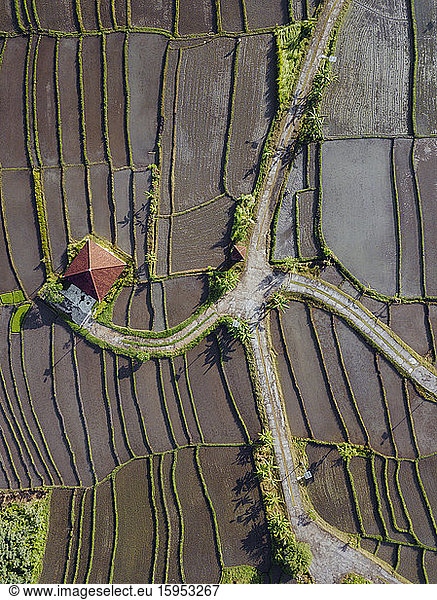 Indonesia  Bali  Aerial view of terraced rice paddies