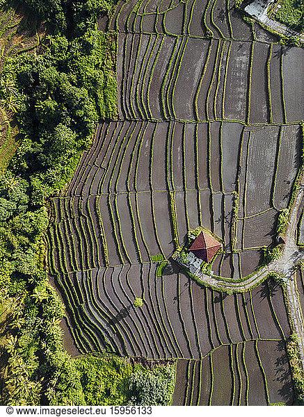 Indonesia  Bali  Aerial view of terraced rice paddies