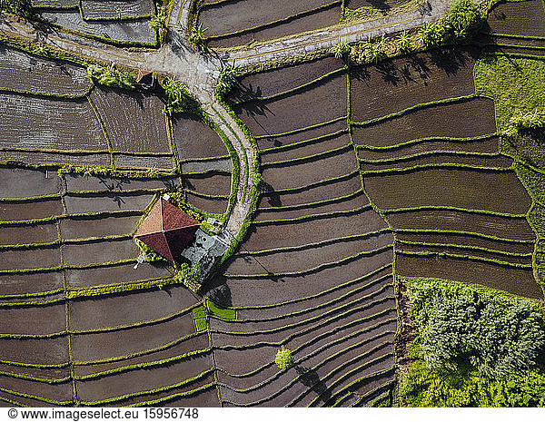 Indonesia  Bali  Aerial view of terraced rice paddies