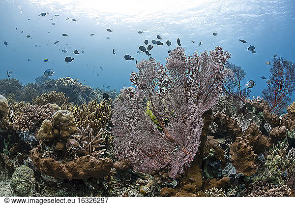 Indonesia  Bali  damselfishes and Scissortail sergeants  coral reef