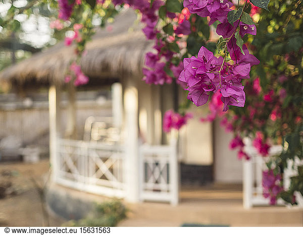 Indonesia  Bali  Gili Islands  Gili Air  Blooming Bougainvillea bush growing in front of house