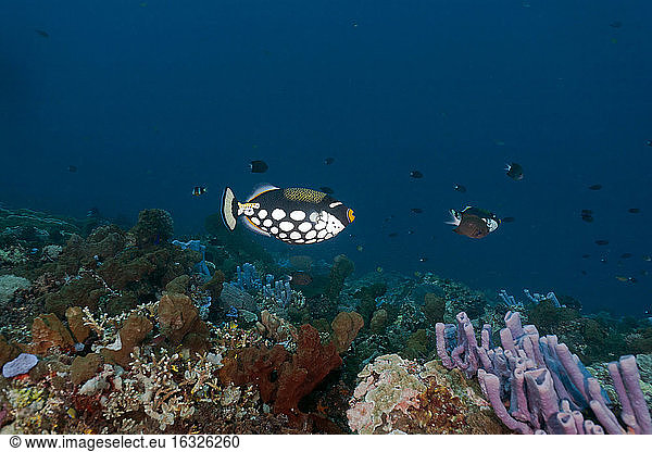 Indonesia  Bali  Nusa Lembongan  clown triggerfish  Balistoides conspicillum
