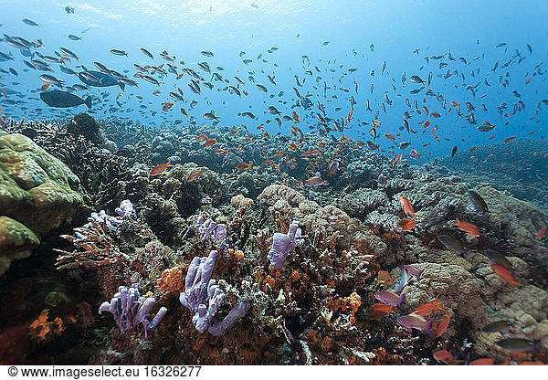 Indonesia  Bali  Nusa Lembongan  coral reef and Lyretail Anthias  Pseudanthias squamipinnis