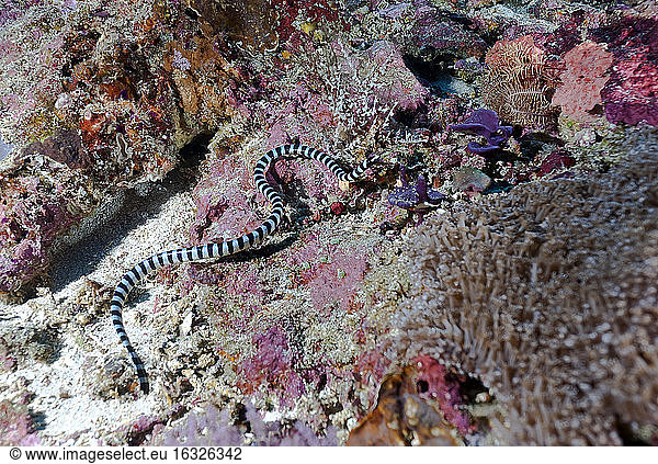 Indonesia  Bali  Nusa Lembongan  faint-banded sea snake  Hydrophis belcheri