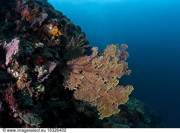 Indonesia  Bali  Nusa Lembongan  fan coral  Trimuricea reticulata