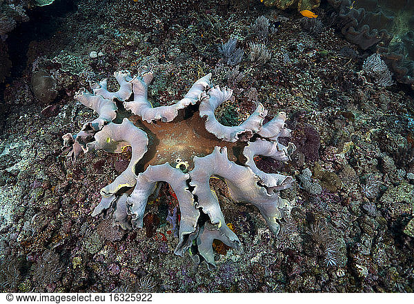 Indonesia  Bali  Nusa Lembongan  Finger leather coral  Lobophytum sp