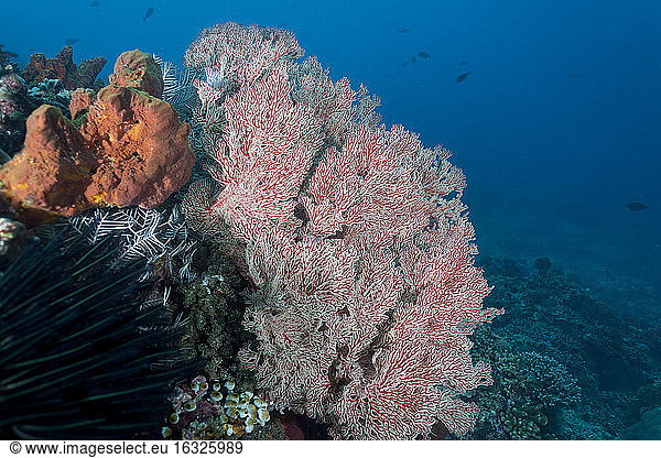 Indonesia  Bali  Nusa Lembongan  Gorgonian Sea Fan  Iciligorgia rubra