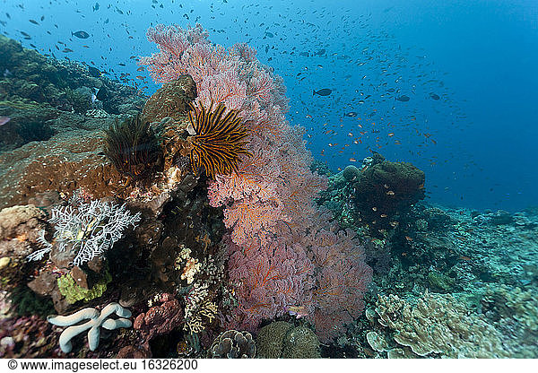 Indonesia  Bali  Nusa Lembongan  Gorgonian Sea Fan  Solenocaulon sp