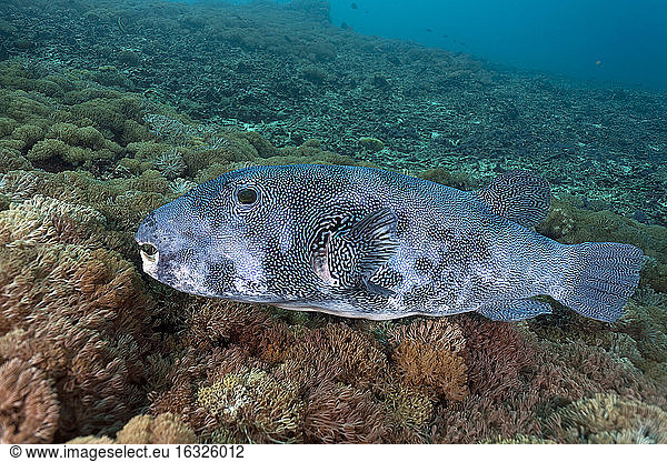 Indonesia  Bali  Nusa Lembongan  large pufferfish  Arothron multilineatus