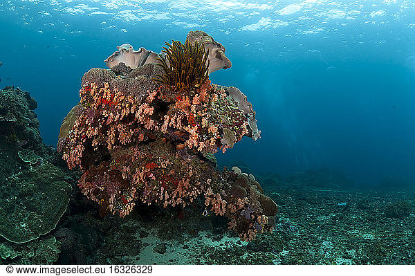 Indonesia  Bali  Nusa Lembongan  tropical reef  red corals
