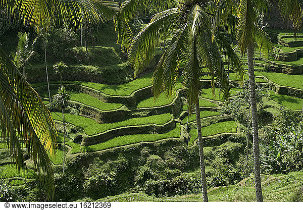 Indonesia  Bali  rice fields