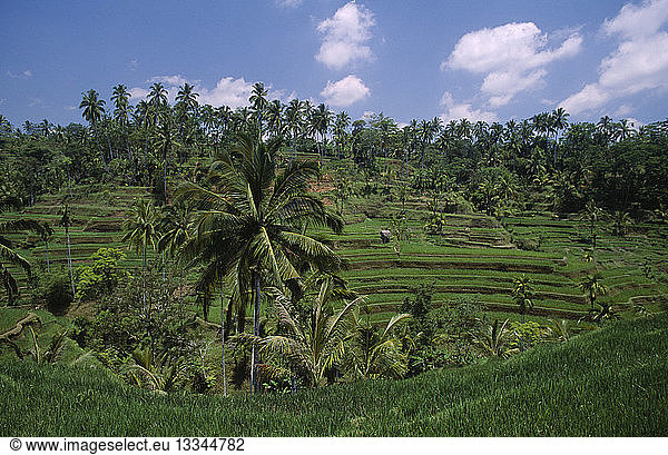 INDONESIA Bali Rice terraces and palms
