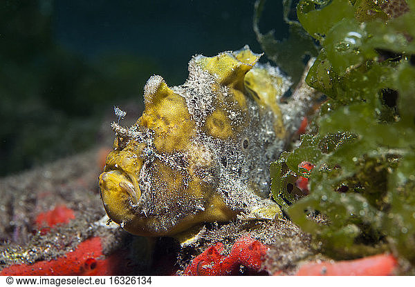 Indonesia  Bali  Secret Bay  Commerson's frogfish