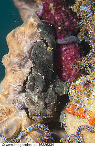 Indonesia  Bali  Secret Bay  painted frogfish