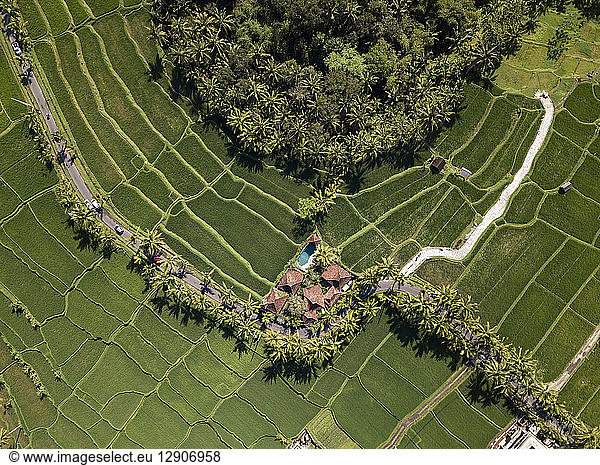 Indonesia  Bali  Ubud  Aerial view of rice fields